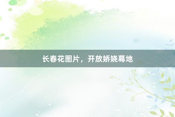 长春花图片，开放娇娆蓦地